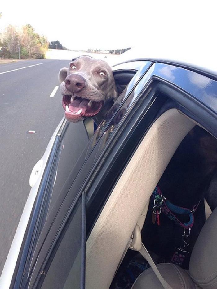 Cães sentindo o vento no carro (9)