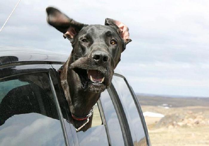 Cães sentindo o vento no carro (10)