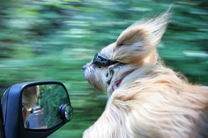 Cães sentindo o vento no carro (14)