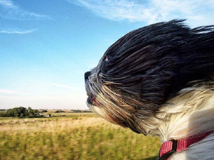 Cães sentindo o vento no carro (15)