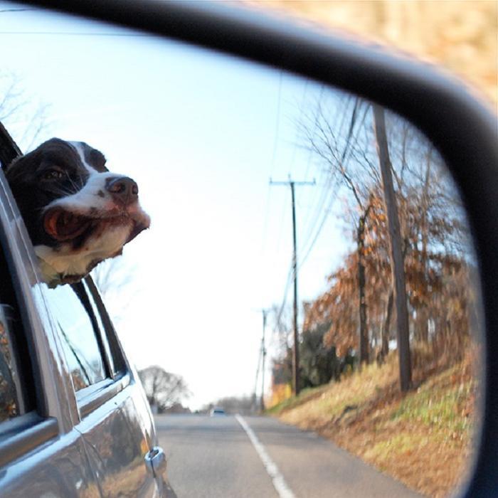 Cães sentindo o vento no carro (16)