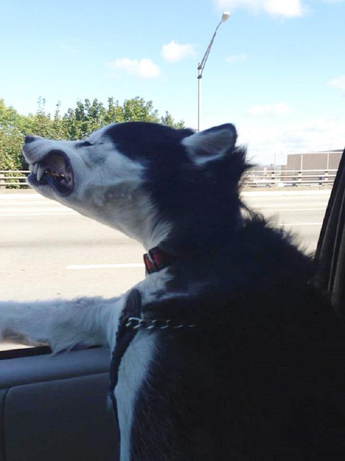 Cães sentindo o vento no carro (17)