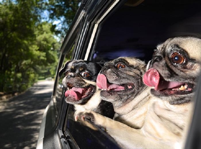 Cães sentindo o vento no carro (19)