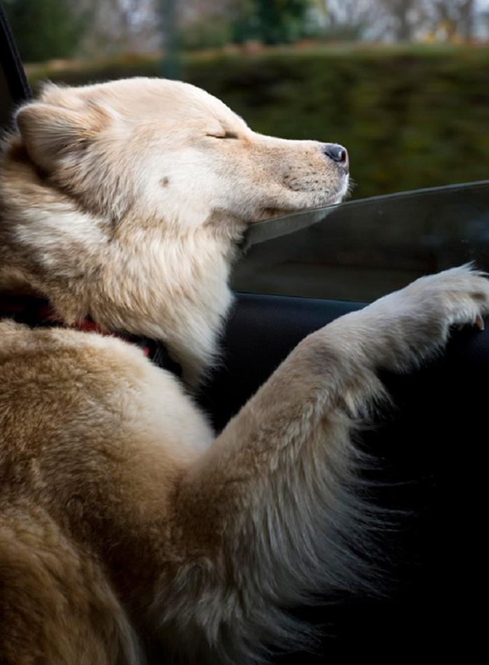 Cães sentindo o vento no carro (21)