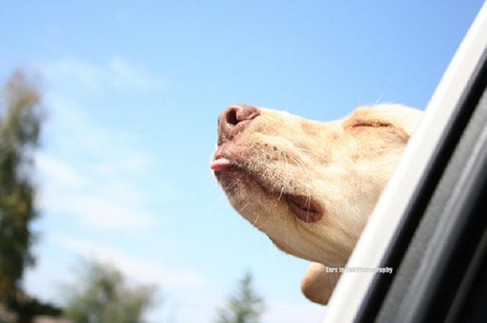 Cães sentindo o vento no carro (22)