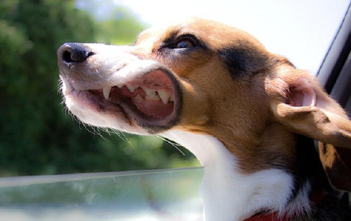 Cães sentindo o vento no carro (23)