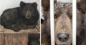 Cachorro com cara de urso é encontrado e agora todos querem adotá-lo!