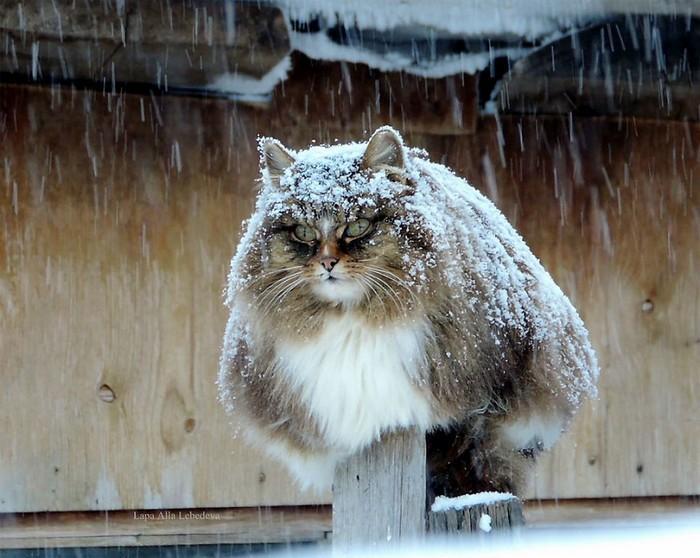 gatos siberianos