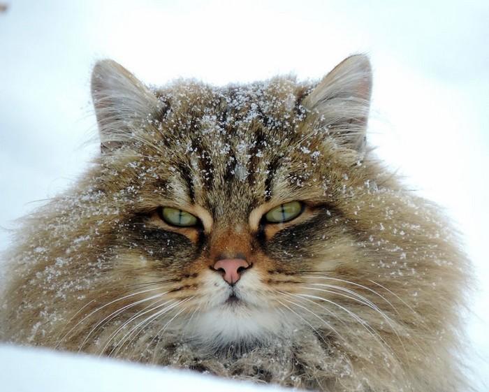 gatos siberianos