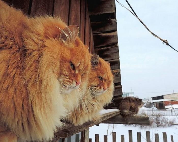 gatos siberianos