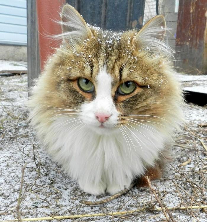 gatos siberianos