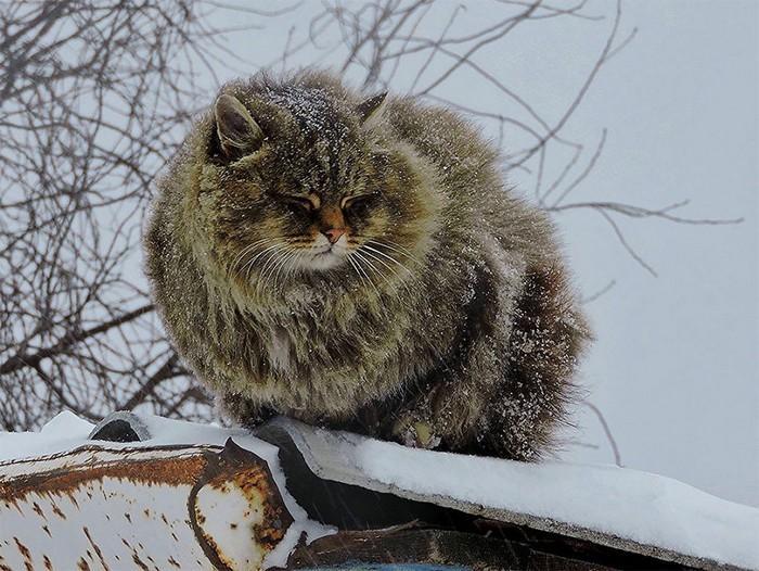 gatos siberianos