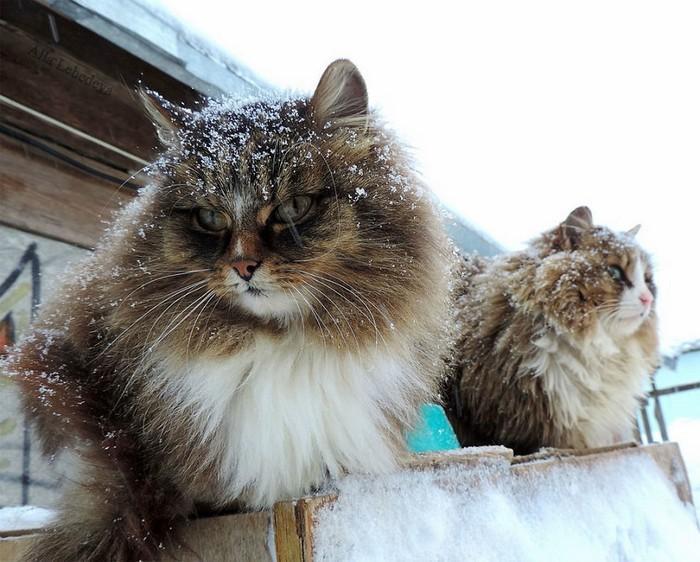 gatos siberianos