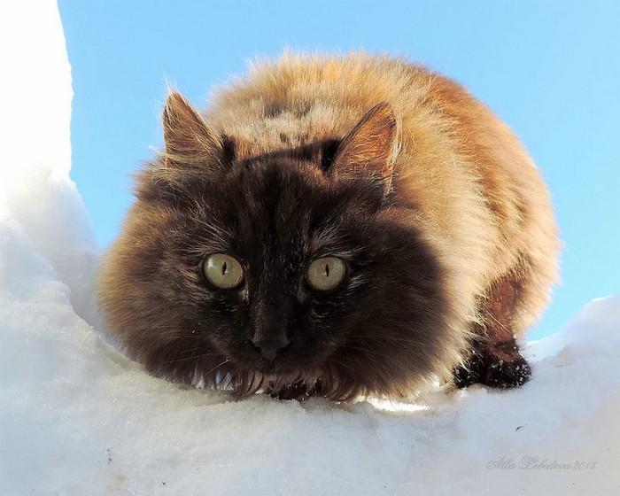 gatos siberianos