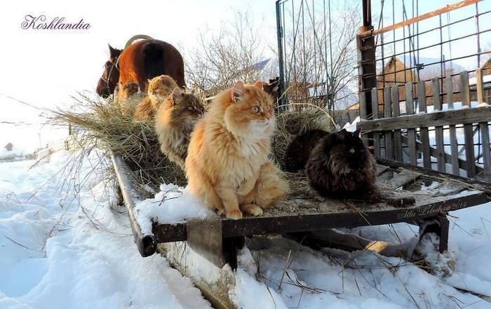 gatos siberianos