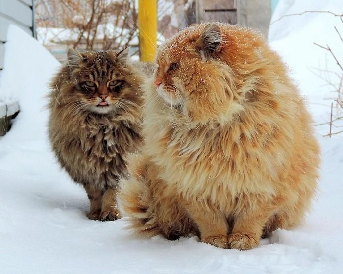 gatos siberianos