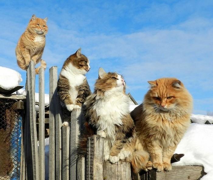 gatos siberianos