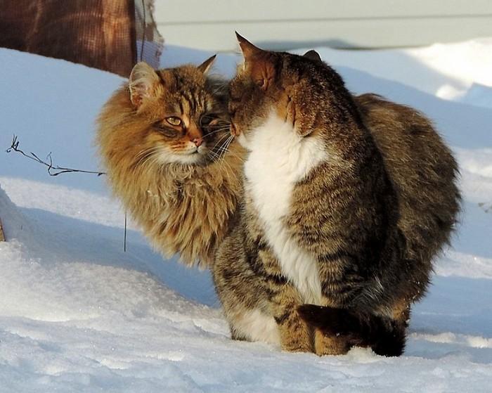 gatos siberianos