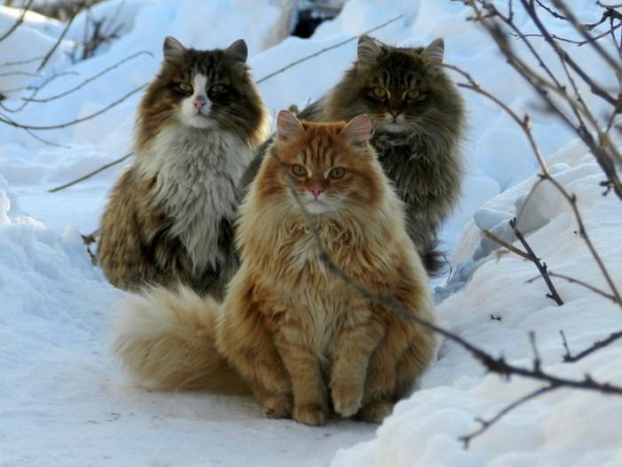 gatos siberianos