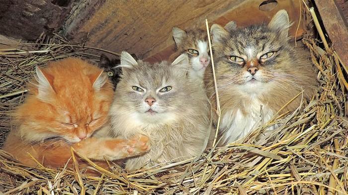 gatos siberianos