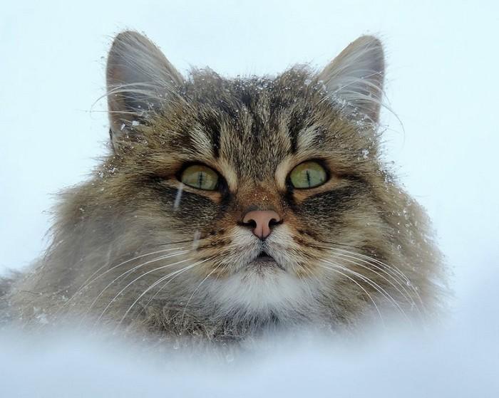 gatos siberianos