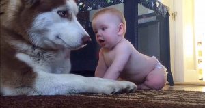 Bebê engatinha até Husky para dizer ‘oi’ e pai registra a melhor reação