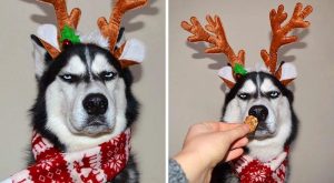 Parece que esse Husky não está nem um pouco animado com o clima de Natal…