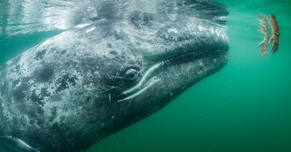 As melhores fotos de 2017 selecionadas pelo National Geographic (Parte 1)