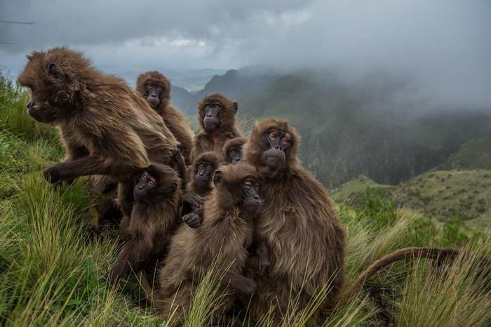 57 melhores fotos 2017 National Geographic (42)