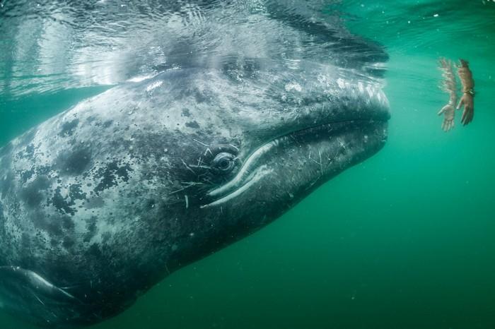 57 melhores fotos 2017 National Geographic (56)