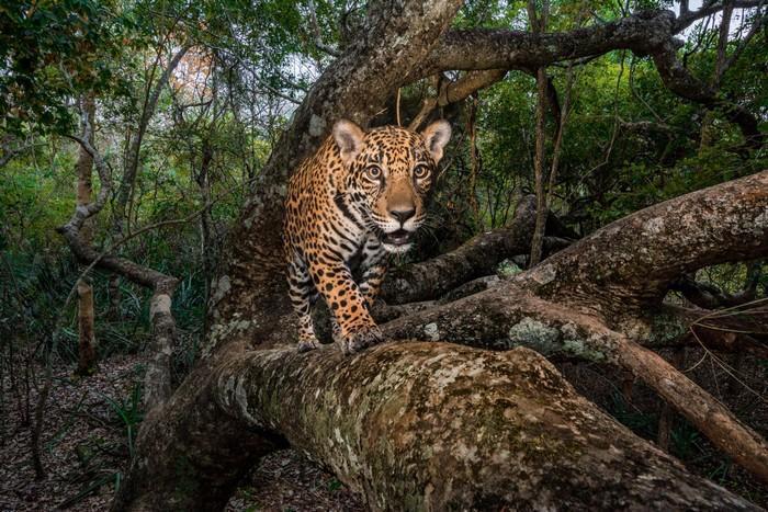 57 melhores fotos 2017 National Geographic (31)