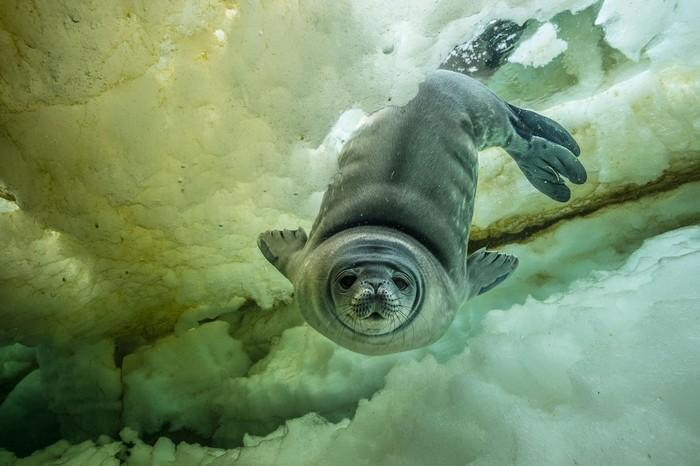 57 melhores fotos 2017 National Geographic (7)