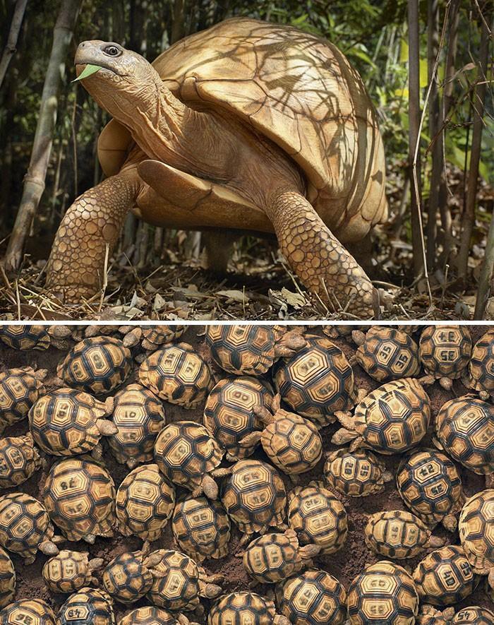 Fotógrafo cria, em dois anos, série com animais em extinção (11)