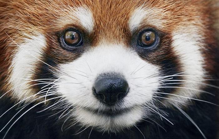 Fotógrafo cria, em dois anos, série com animais em extinção (9)