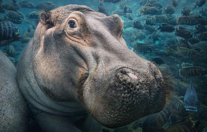 Fotógrafo cria, em dois anos, série com animais em extinção (7)