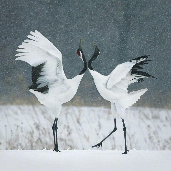 Fotógrafo cria, em dois anos, série com animais em extinção (6)