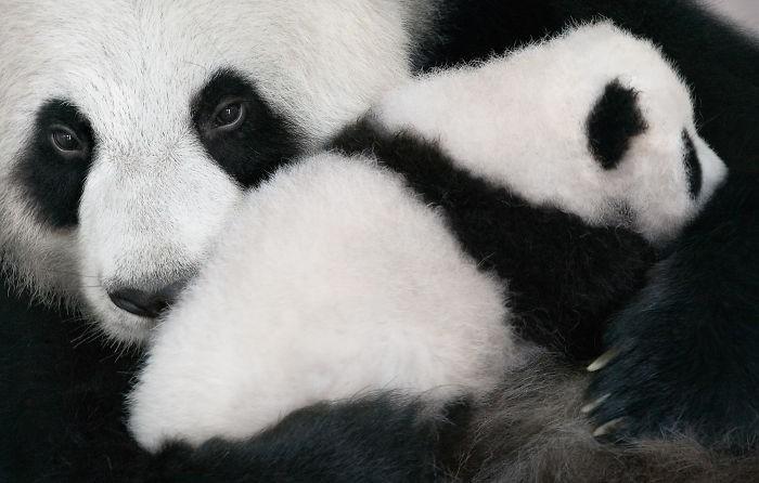 Fotógrafo cria, em dois anos, série com animais em extinção (5)