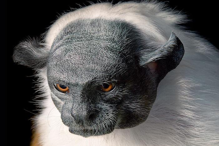 Fotógrafo cria, em dois anos, série com animais em extinção (3)