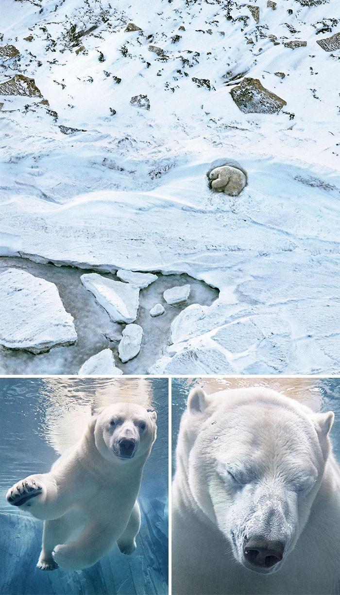 Fotógrafo cria, em dois anos, série com animais em extinção (19)