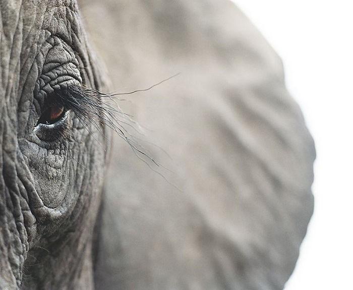 Fotógrafo cria, em dois anos, série com animais em extinção (16)