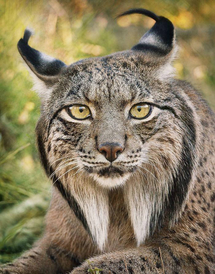 Fotógrafo cria, em dois anos, série com animais em extinção (15)