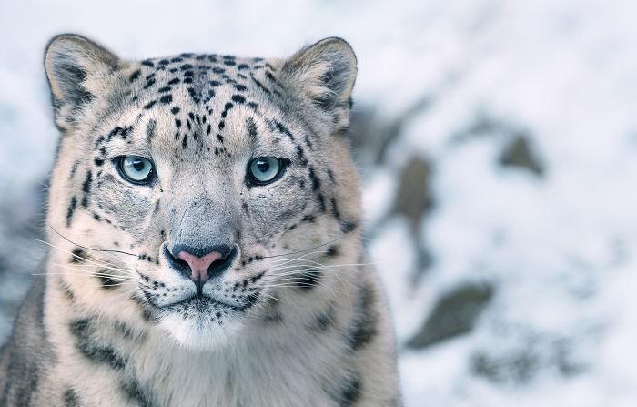 Fotógrafo cria, em dois anos, série com animais em extinção (14)