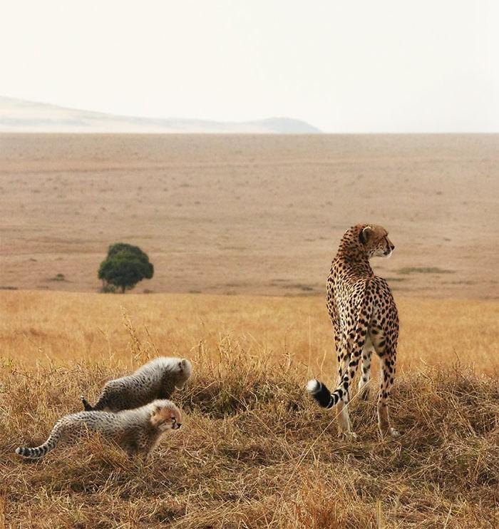 Fotógrafo cria, em dois anos, série com animais em extinção (13)