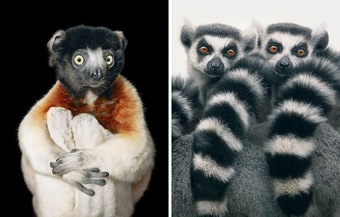 Fotógrafo cria, em dois anos, série com animais em extinção (12)