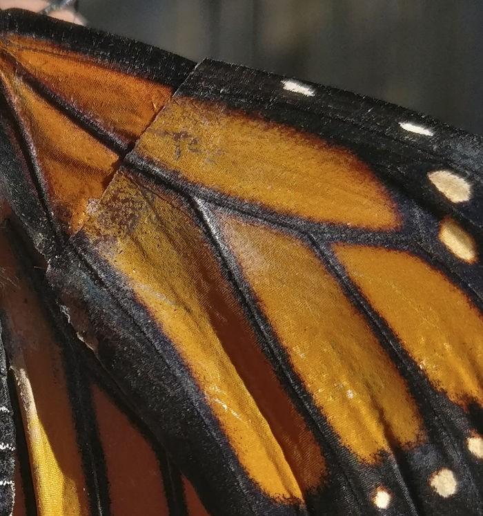 transplante de asa em borboleta-monarca (7)