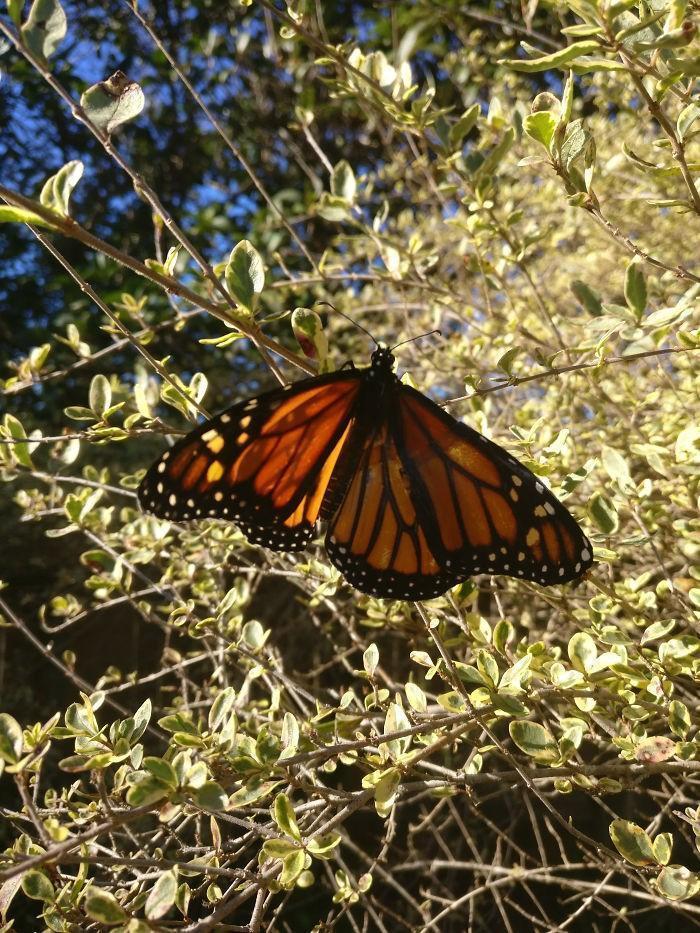 transplante de asa em borboleta-monarca (6)