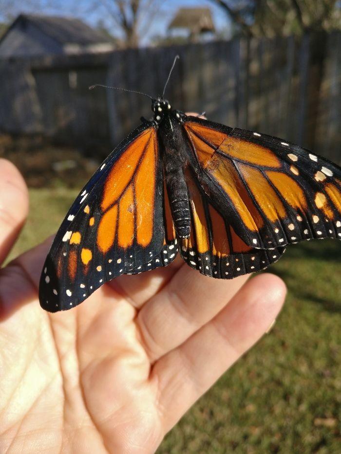 transplante de asa em borboleta-monarca (5)