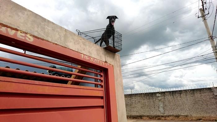 cachorrinha ganha sacada dos donos (3)