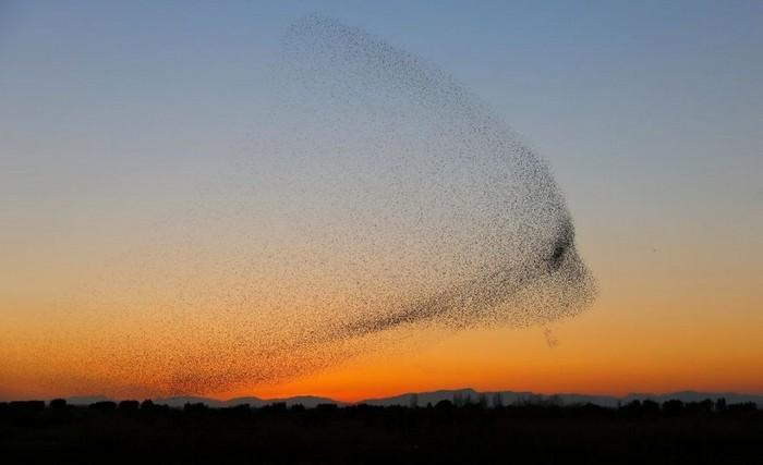 estorninhos formam pássaro gigante no céu (10)