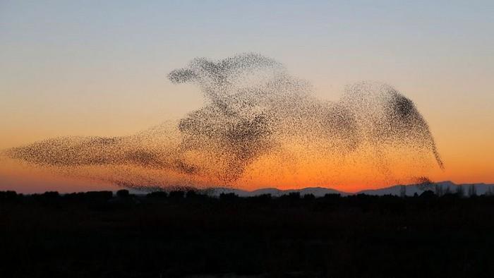 estorninhos formam pássaro gigante no céu (1)